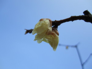 兼六園 兼六園