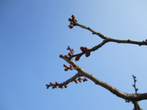 兼六園 兼六園